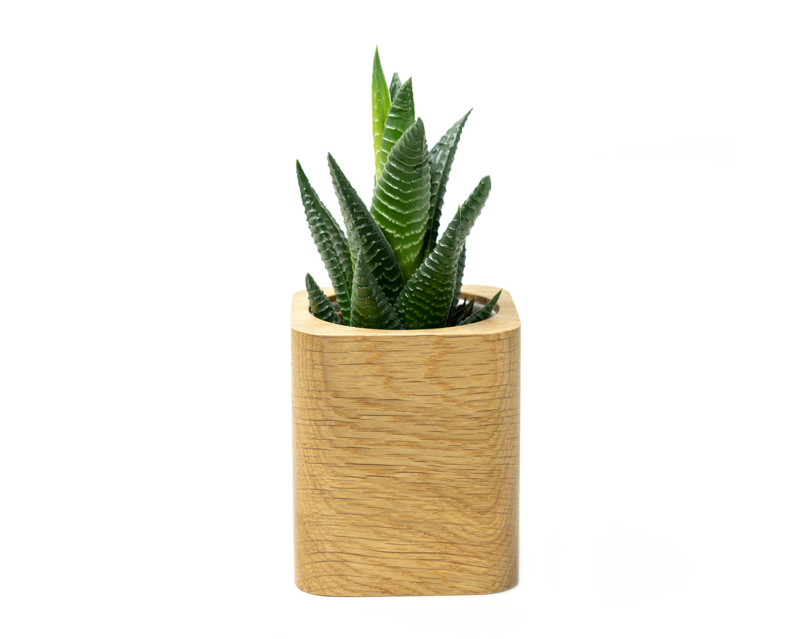 square planter oak oakywood 01 square planter oak oakywood studio image with plant