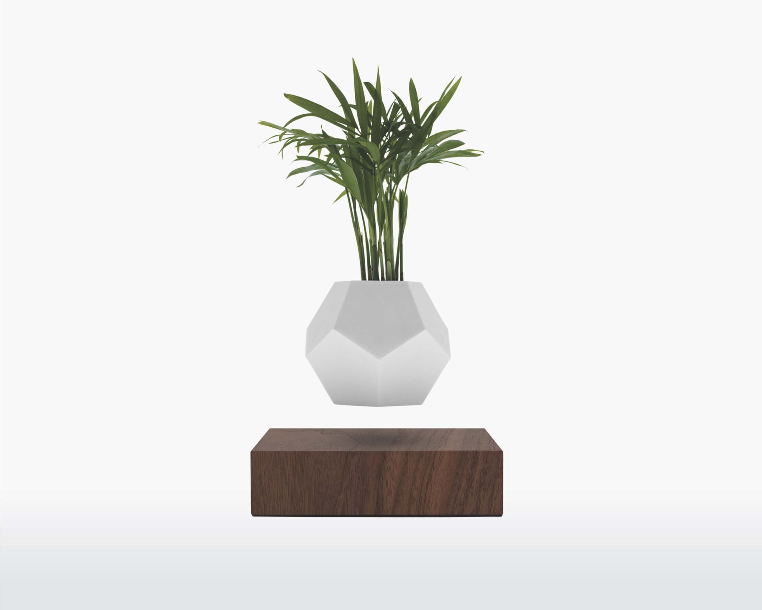 lyfe flyte levitating plant walnut base scaled 1.jpg lyfe flyte levitating plant walnut base scaled 1.jpg